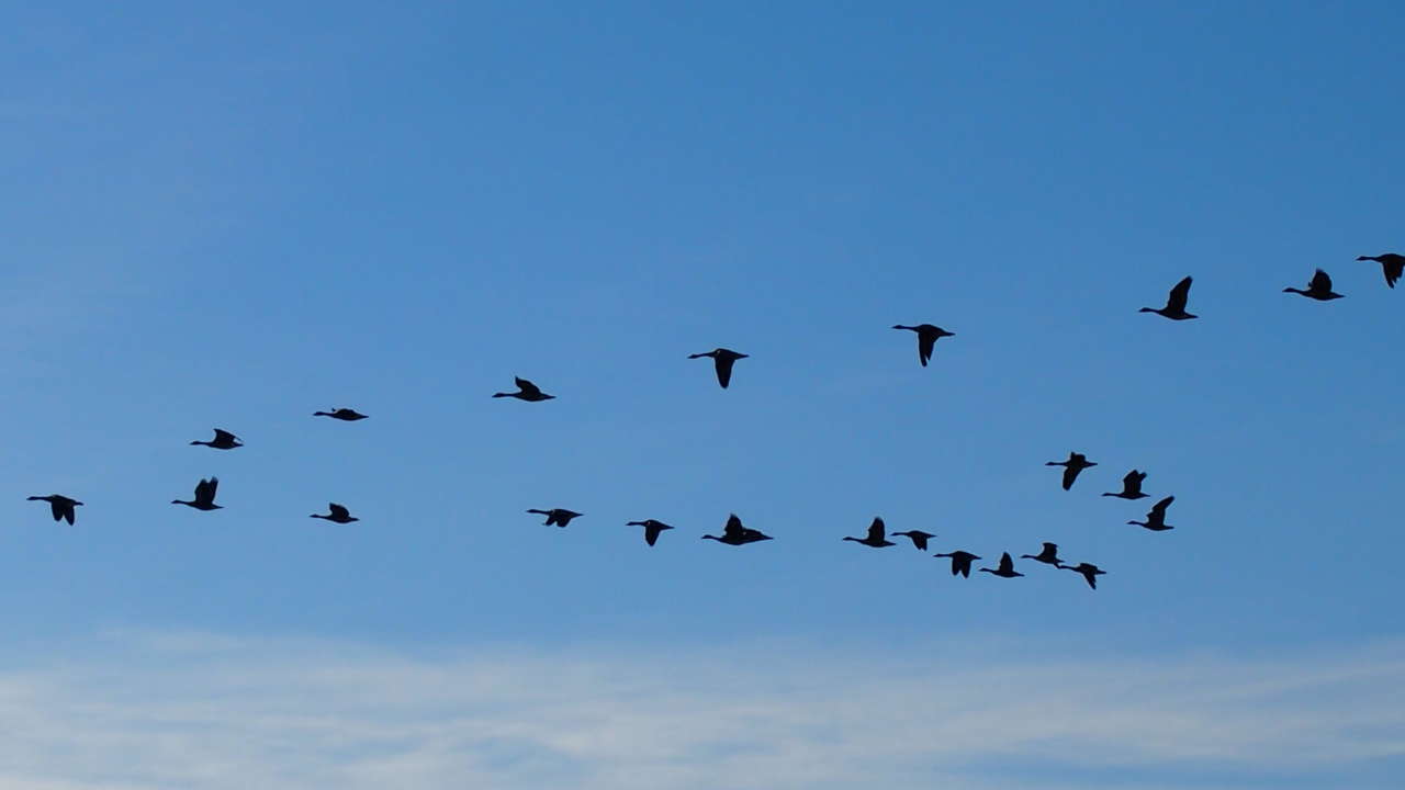 2017-10-06_migrating-geese_P4040562